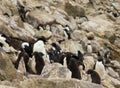 A Creche of Penguin Chicks among Rocks and Boulders Royalty Free Stock Photo