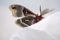 Crecropia moth