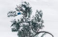 Credit card in the snow on the tree. Concept. Frozen Accounts