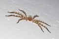 Creeapy Huntsman spider Eusparassus walckenaeri on white Royalty Free Stock Photo