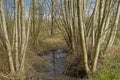 Creek in an alder forest