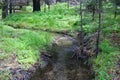 Creek Along Crescent Meadow (CA 00084 Royalty Free Stock Photo