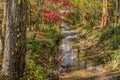 Creek through a autumn forest Royalty Free Stock Photo