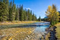 Creek, autumn and pine forest Royalty Free Stock Photo