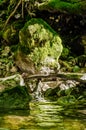 Bank of a wild creek with a mossy rock in sunny daylight Royalty Free Stock Photo