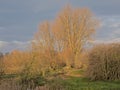 Creek with bare willow trees and hiking trail in the flemish countryside Royalty Free Stock Photo