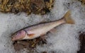 Creek Chub on Ice