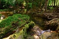 Creek closeup in a forrest