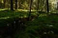 The creek coniferous forest dawn sunlight scattered through the spruce branches Royalty Free Stock Photo