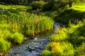 Creek in Custer State Park Royalty Free Stock Photo