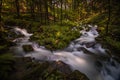 Creek deep in summer forest Royalty Free Stock Photo
