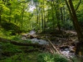 Creek Through Lush Forest, Worthington State Forest Royalty Free Stock Photo