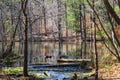 A creek flowing over rocks between the trees into a still Sobley Pond in the forest with bare winter trees and lush green trees Royalty Free Stock Photo