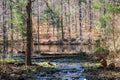 A creek flowing over rocks between the trees into a still Sobley Pond in the forest with bare winter trees and lush green trees Royalty Free Stock Photo