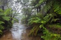 Creek flowing through a rainforest in morning mist Royalty Free Stock Photo