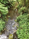 Creek with flowing water in Rain forest Royalty Free Stock Photo