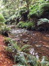 Creek with flowing water in Rain Forest Royalty Free Stock Photo