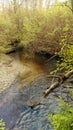 A stained creek in the spring forest Royalty Free Stock Photo