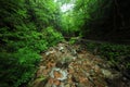 Creek in forest Royalty Free Stock Photo