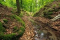 Creek in Forest