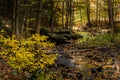 Creek in a Forest in Autumn