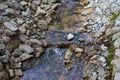 A creek in the forest flowing over the rocks at Murphey Candler Park