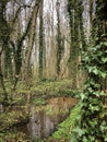 Creek in the forest, ivy clad trees