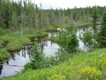 Creek and forest near Wawa Ontario Canada Royalty Free Stock Photo