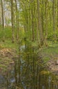 creek in a fresh green spring forest in the flemish countryside