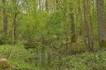 creek in a fresh green spring forest in the flemish countryside