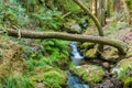 Creek going down through the forest