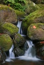 Creek in jungle of Hawaii Royalty Free Stock Photo