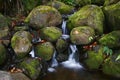 Creek in jungle of Hawaii Royalty Free Stock Photo