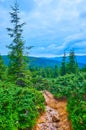The creek among the juniper thickets, Subalpine zone, Mount Hoverla, Carpathians, Ukraine Royalty Free Stock Photo