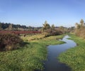 Creek by lush expansive vegetation