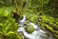 Creek in lush rainforest, Columbia River Gorge, USA