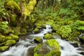 Creek through lush rainforest, Columbia River Gorge, USA