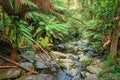 Creek In Maits Rest Rainforest Walk, Apollo Bay