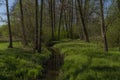 Creek near Blanice river in spring forest in south Bohemia Royalty Free Stock Photo