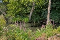 Creek with plants and treees reflecting in the water in the flemish countryside Royalty Free Stock Photo