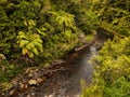 Creek Rainforest, New Zealand Royalty Free Stock Photo