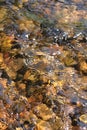 Creek Riffle background