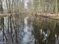 A creek running through a forest