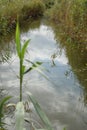 Creek marshland swamp reeds