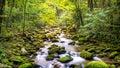 Creek Running Through Roaring Fork in Smoky Mountains Royalty Free Stock Photo