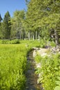 Creek runs through spring foliage at Taft Ranch, Centennial Valley near Lakeview, MT Royalty Free Stock Photo