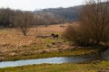 Creek, rural landscape. Cloudy sky. Spring, nature is awakening. In the background the horse grazes