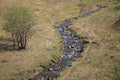 Creek with rusty-leaved alpenrose in mountains in spring Royalty Free Stock Photo