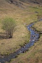 Creek with rusty-leaved alpenrose in mountains in spring Royalty Free Stock Photo