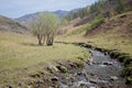 Creek with rusty-leaved alpenrose in mountains in spring Royalty Free Stock Photo